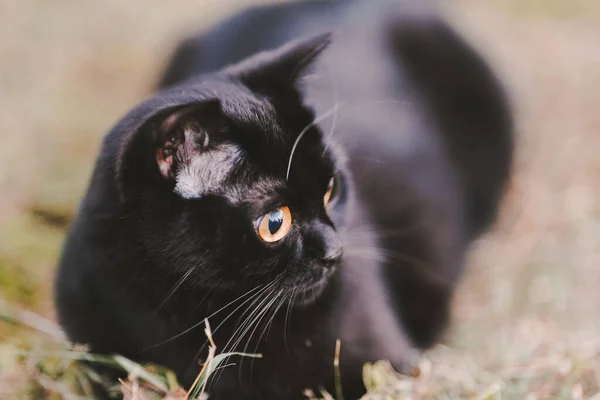 Primer Plano Scottish Fold Gato Negro Sentado Hierba — Foto de Stock