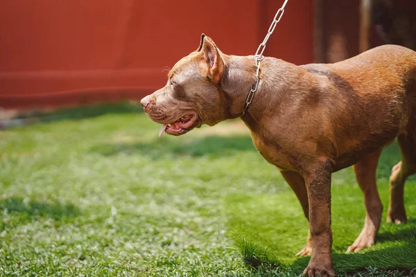 Boynunda zincirler olan kahverengi bir Amerikan pitbull teriyeri ön bahçenin çimlerinde duruyor..