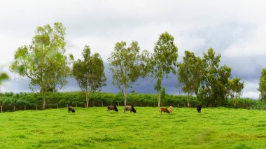 Tayland 'ın kırsal bölgelerine karşı yeşil bir çayırda inekler otluyor..