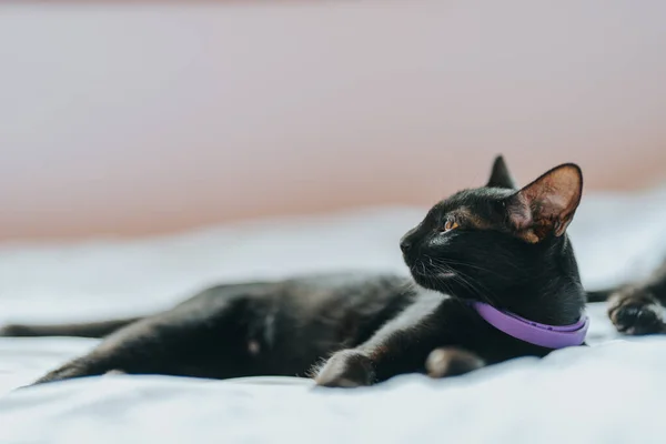 Черный Меховой Кот Лежит Белой Кровати — стоковое фото
