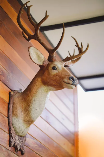 A sculpture of a brown deer\'s head is decorated on the wall of the wooden house for beauty.
