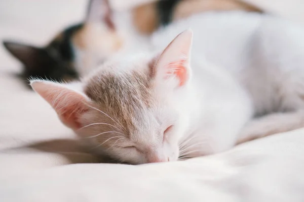 Close Thai Kitten Sleeping Bed — стоковое фото