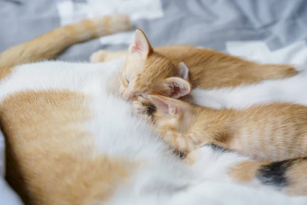 Kitten Suckling Hunger Bed Selective Focus — стоковое фото