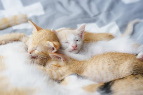 Cute Kittens Suckling Sleeping Bed Selective Focus —  Fotos de Stock