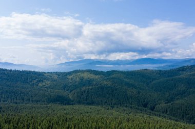 Ormanın yukarısından bak