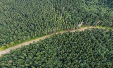 Ormanın yukarısından bak