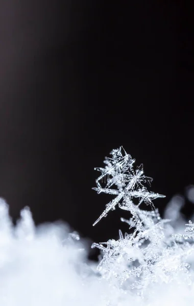 雪片のマクロ撮影 — ストック写真