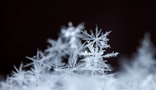 Macro Disparo Copos Nieve —  Fotos de Stock