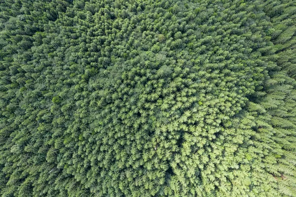 Vista Cima Floresta — Fotografia de Stock