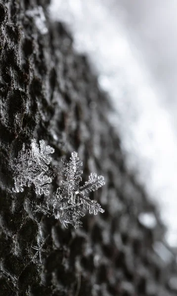 Makro Ujęcie Płatków Śniegu — Zdjęcie stockowe