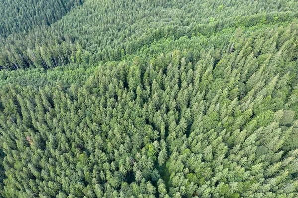 Näkymä Metsän Yläpuolelta — kuvapankkivalokuva