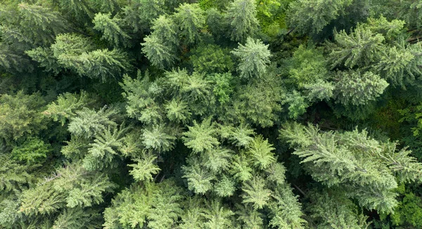 Vista Dall Alto Della Foresta — Foto Stock