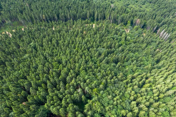 Vista Cima Floresta — Fotografia de Stock