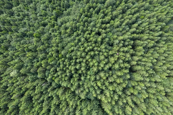 Vista Cima Floresta — Fotografia de Stock