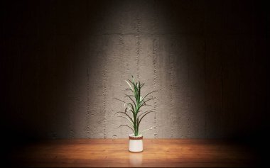 tencerede ahşap zemin üzerine yeşil bitki