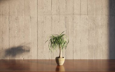 yeşil bir saksıda yeşil bitki