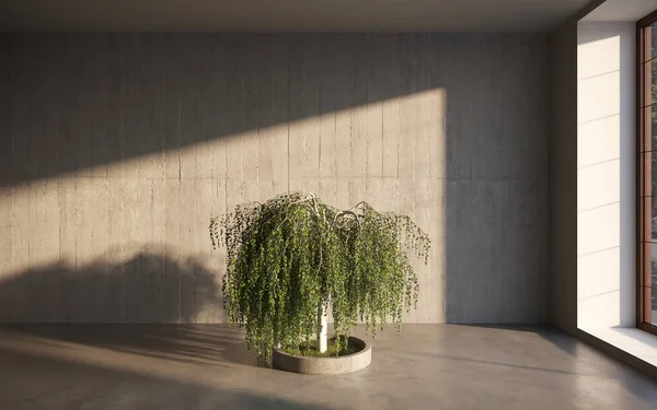 Home Plant Tree Room Interior — Stock Photo, Image