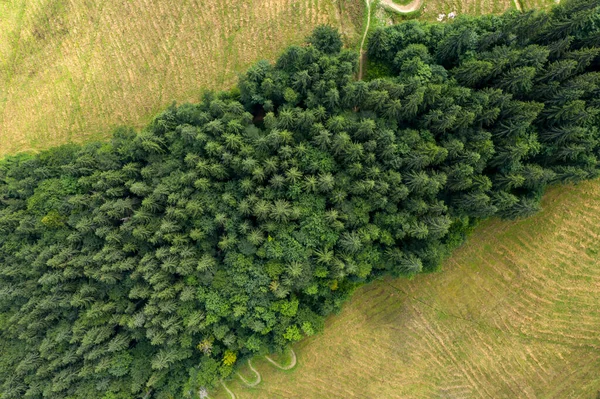 Vista Superior Floresta Pinheiros — Fotografia de Stock