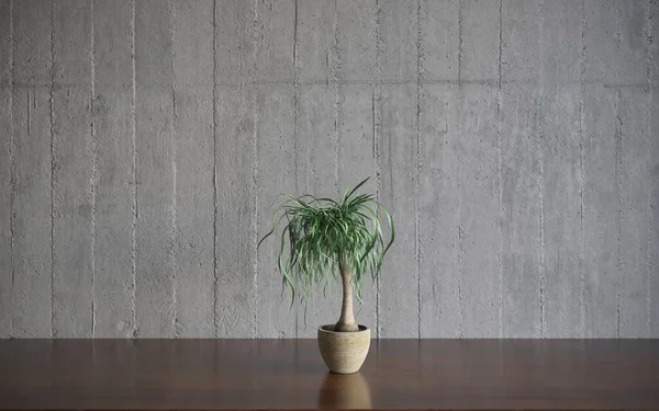 Green Plant Pot Floor — Stock Photo, Image