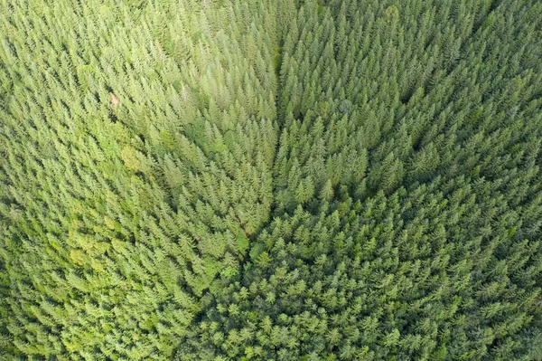 Blick Von Oben Auf Kiefernwald — Stockfoto