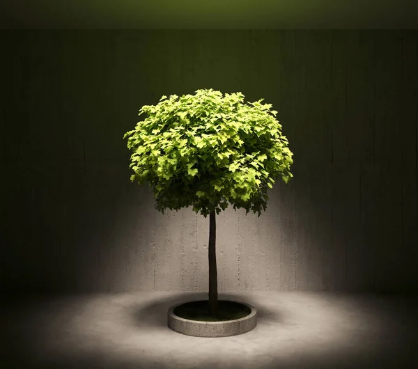 家庭用植物3D室内の木 — ストック写真