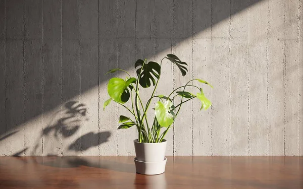 Home Plant Room Interior — Stock Photo, Image