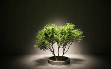 Gri arka planda çimento tenceresinde büyüyen yeşil dekoratif ağaç. 3B illüstrasyon, cg canlandırma