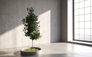 Gri arka planda çimento tenceresinde büyüyen yeşil dekoratif ağaç. 3B illüstrasyon, cg canlandırma