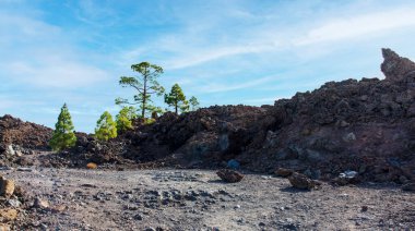 Dağlardaki bir volkan ağacının güzel bir görüntüsü.