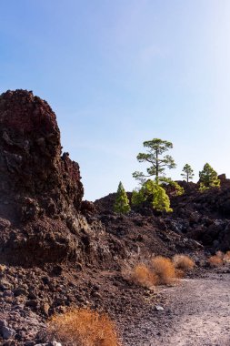 Çöldeki güzel bir ağaç görüntüsü.