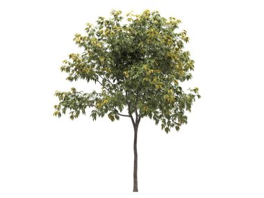 beyaz arkaplanda izole edilmiş yeşil ağaç