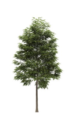 Beyaz arkaplanda izole edilmiş ağaç