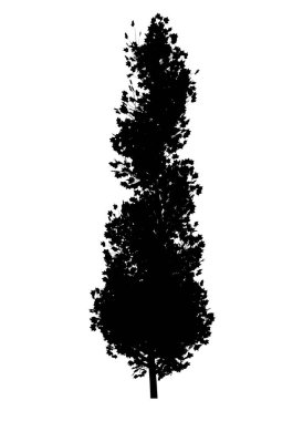 Beyaz arkaplanda ağaç silueti izole edildi