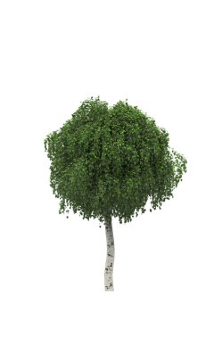 beyaz arkaplanda izole edilmiş yeşil ağaç