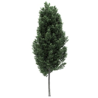 beyaz arkaplanda izole edilmiş yeşil ağaç