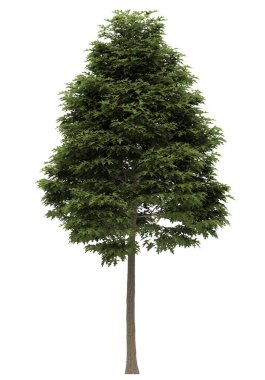 Beyaz arkaplanda izole edilmiş ağaç