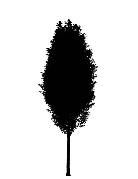 Czarna Sylwetka Drzewa Cieniem Białym Tle — Zdjęcie stockowe