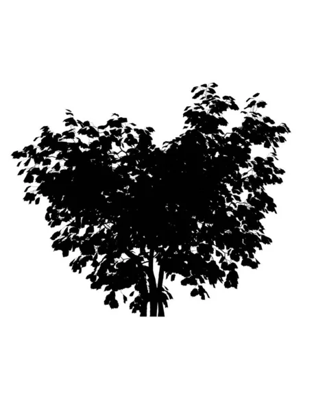 Sylwetka Drzewa Izolowane Białym Tle — Zdjęcie stockowe