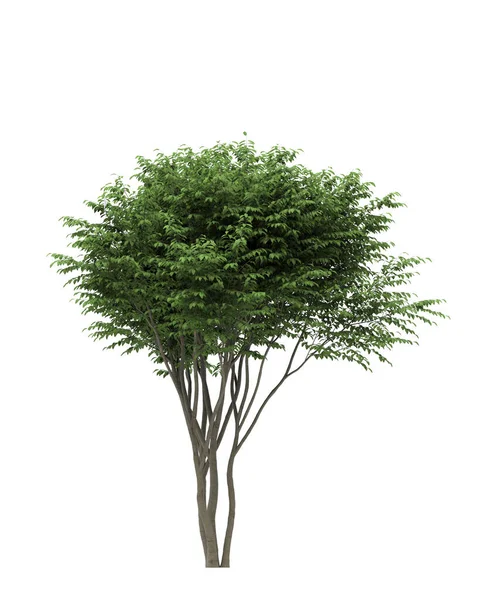 Árvore Verde Isolado Fundo Branco — Fotografia de Stock