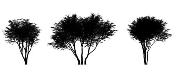 Διανυσματική Απεικόνιση Ενός Δέντρου — Φωτογραφία Αρχείου