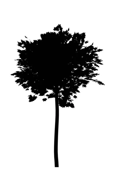 Silhouette Nera Albero Isolato Sfondo Bianco — Foto Stock