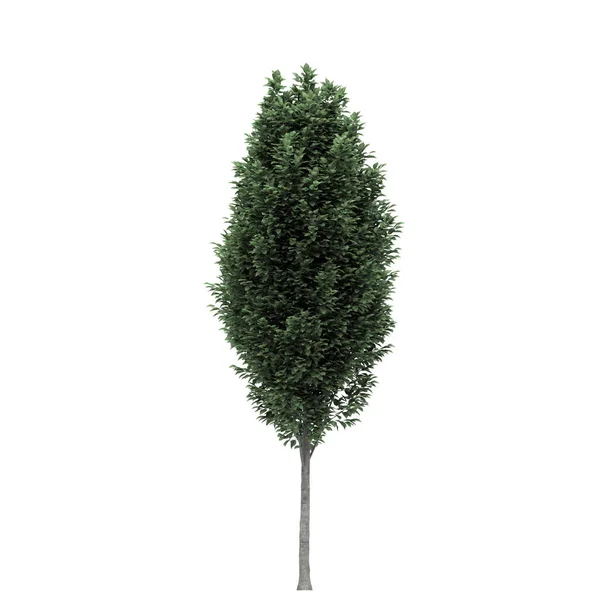 Árvore Verde Isolado Fundo Branco — Fotografia de Stock