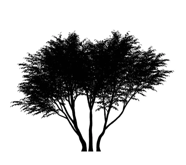 Black Silhouette Tree Isolated White Background — Stock Photo, Image