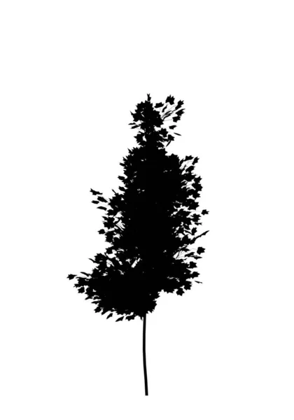 Silhueta Árvore Isolada Fundo Branco — Fotografia de Stock