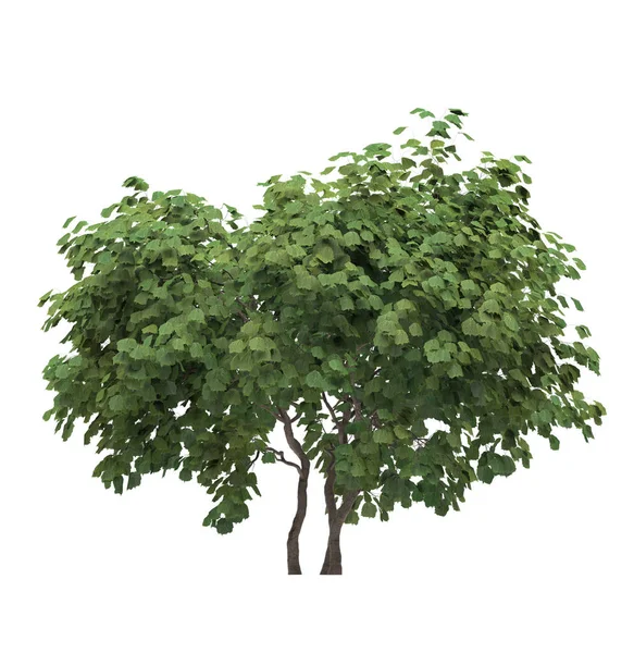 Green Tree Isolated White Background — Stock Photo, Image