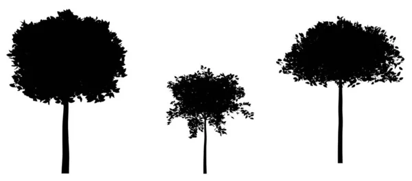 在白色背景上孤立的一组黑色的树型轮廓 矢量说明 — 图库照片