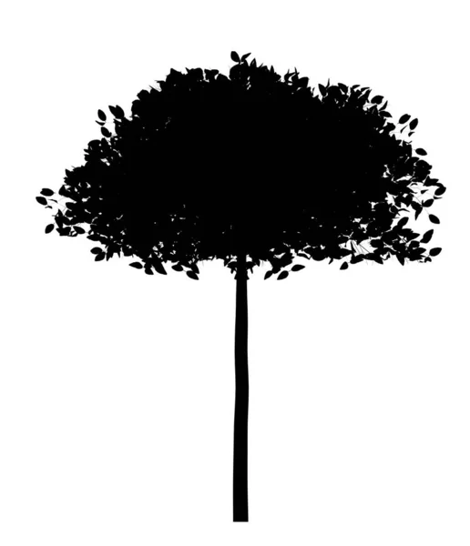 Silhueta Preta Árvore Isolada Sobre Fundo Branco — Fotografia de Stock