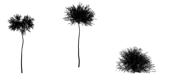 Silhueta Preta Árvore Isolada Sobre Fundo Branco — Fotografia de Stock