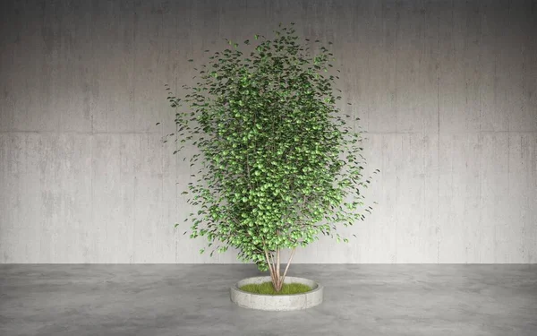 Planta Verde Una Maceta Sobre Una Mesa Madera — Foto de Stock