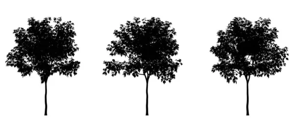 Set Trees Isolated White Background Vector Illustration — Stock Photo, Image